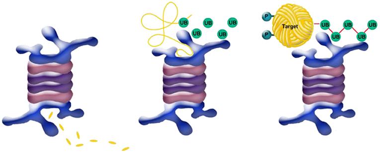 Şekil 5 - Ubiquitin etiketli hedef proteinin bozulması.