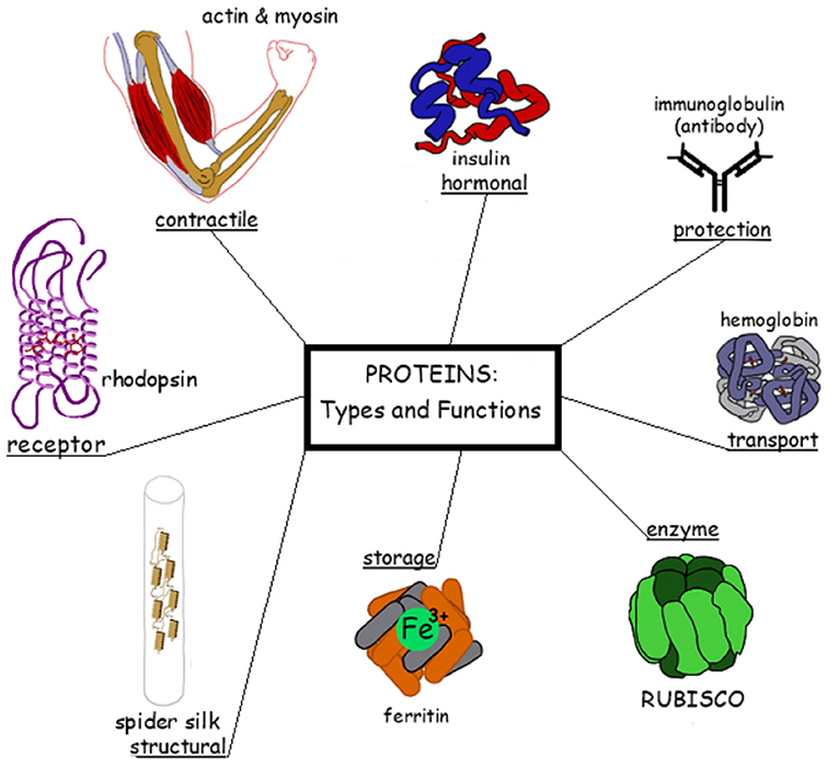 איור 2 - דוגמאות לתפקודים שונים של חלבונים בגוף.