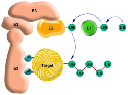 איור 4 - חלק אחד של מערכת היוביקוויטין לסימון חלבונים המיועדים לפירוק בתא.