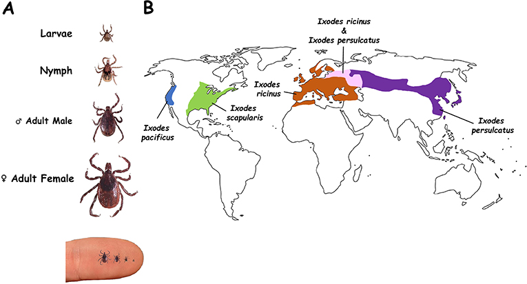 Figure 2 - (A) As ticks mature, they go through various stages: larvae, nymphs, and adults.