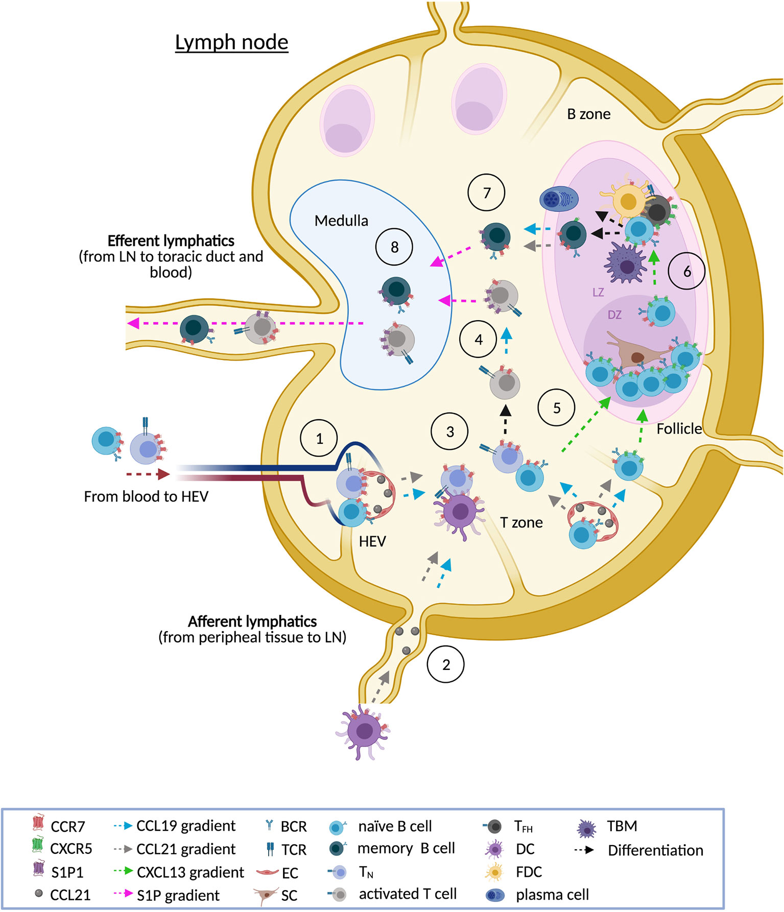 Accor Vroeg mijn Frontiers | Of Lymph Nodes and CLL Cells: Deciphering the Role of CCR7 in  the Pathogenesis of CLL and Understanding Its Potential as Therapeutic  Target