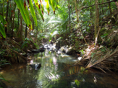 Figure 1 - A forested stream on the island of Puerto Rico (photo credit: Pablo E. Gutiérrez-Fonseca).