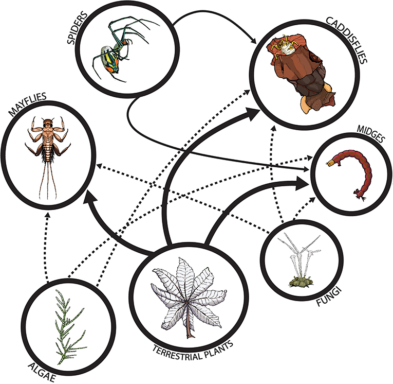 Figure 3 - A simplified food web of a forested stream on a tropical island.