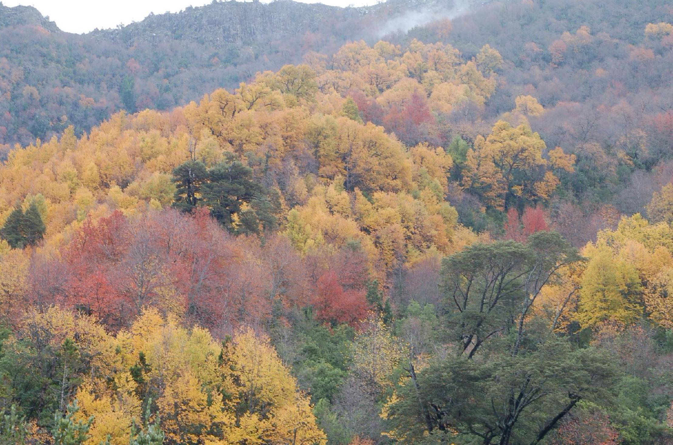 Frontiers | Symbiotic Interaction Enhances the Recovery Endangered Tree Species in the | Plant Science