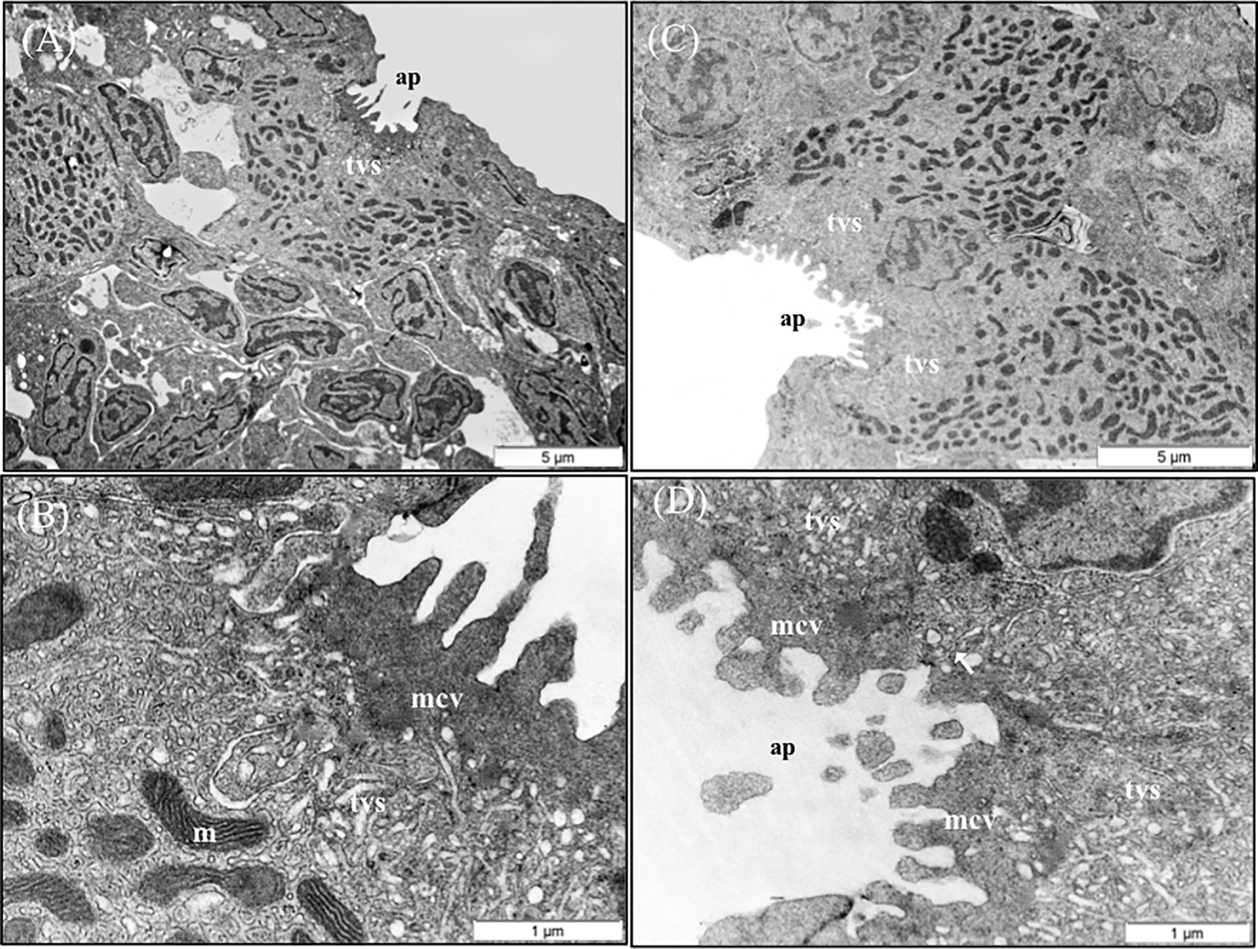 Frontiers | Dietary Phytogenics and Galactomannan Oligosaccharides 