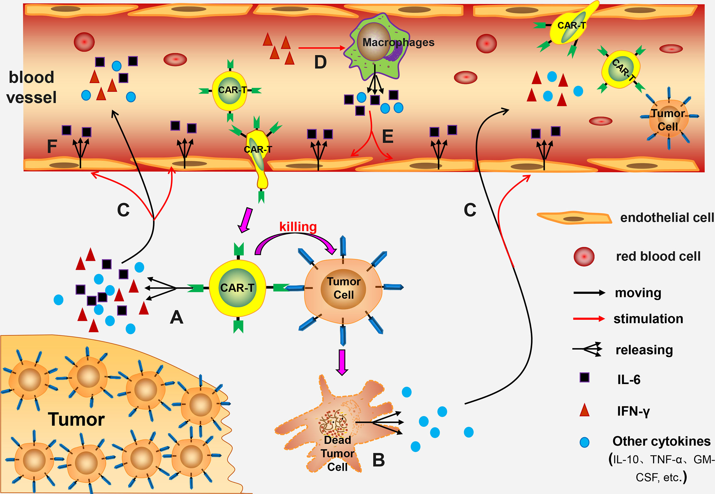 Frontiers | Reactions Related to CAR-T Cell Therapy | Immunology