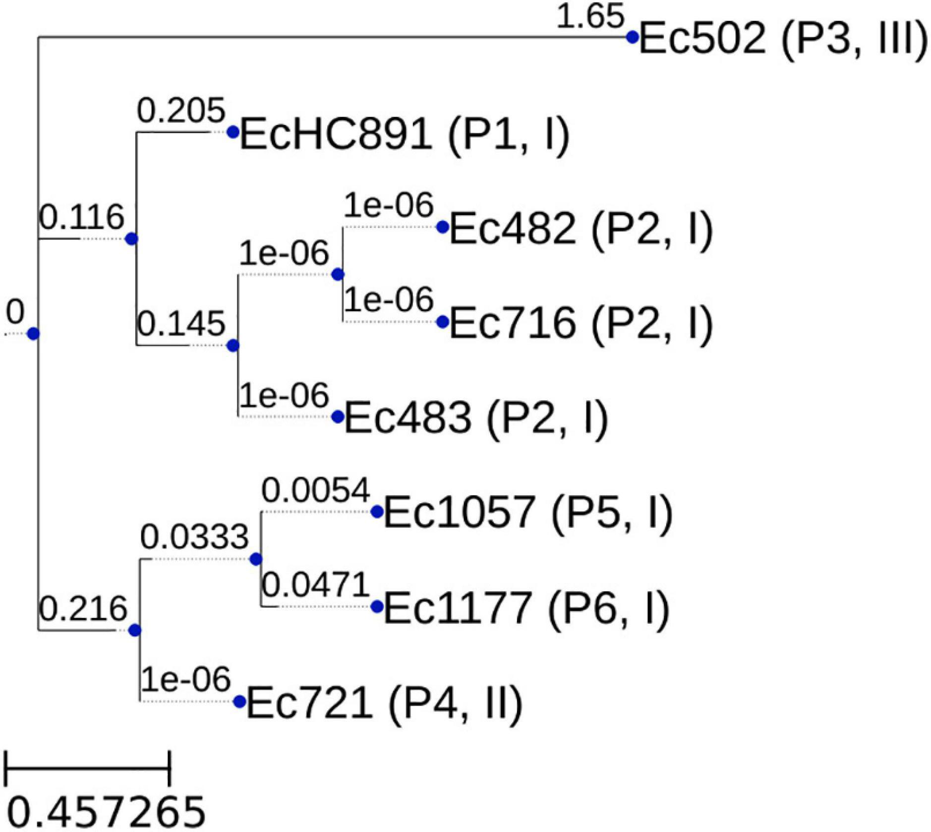 Frontiers  Genomic Characterization of mcr-1.1-Producing Escherichia coli  Recovered From Human Infections in São Paulo, Brazil