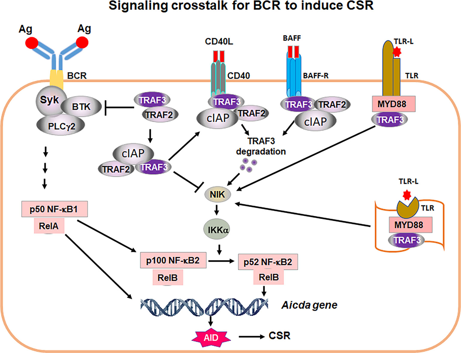 Frontiers | How the Signaling Crosstalk of B Cell Receptor (BCR) and Co ...