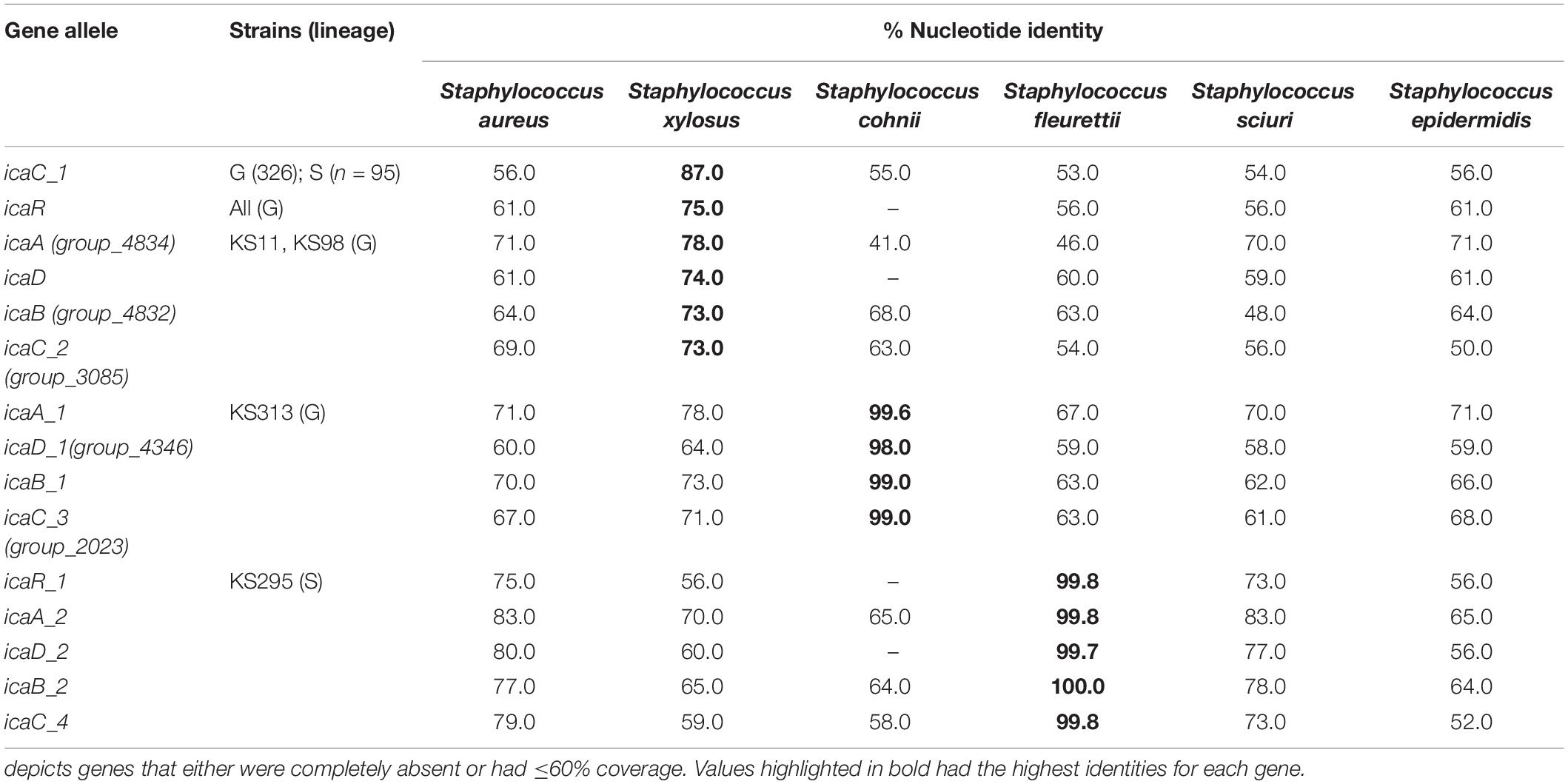 Staphylococcus Saprophyticus