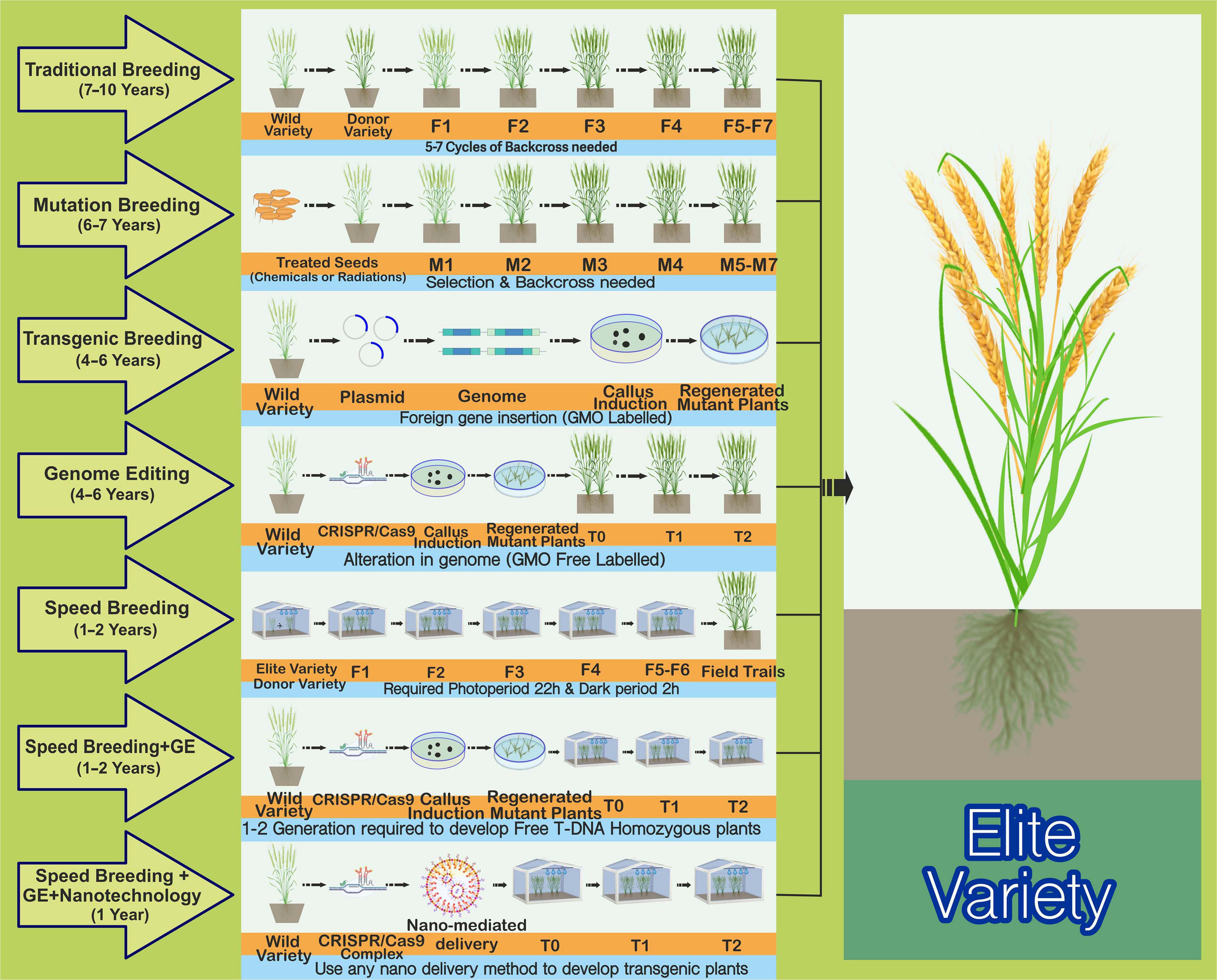 Genomic transformation and social organization during the Copper