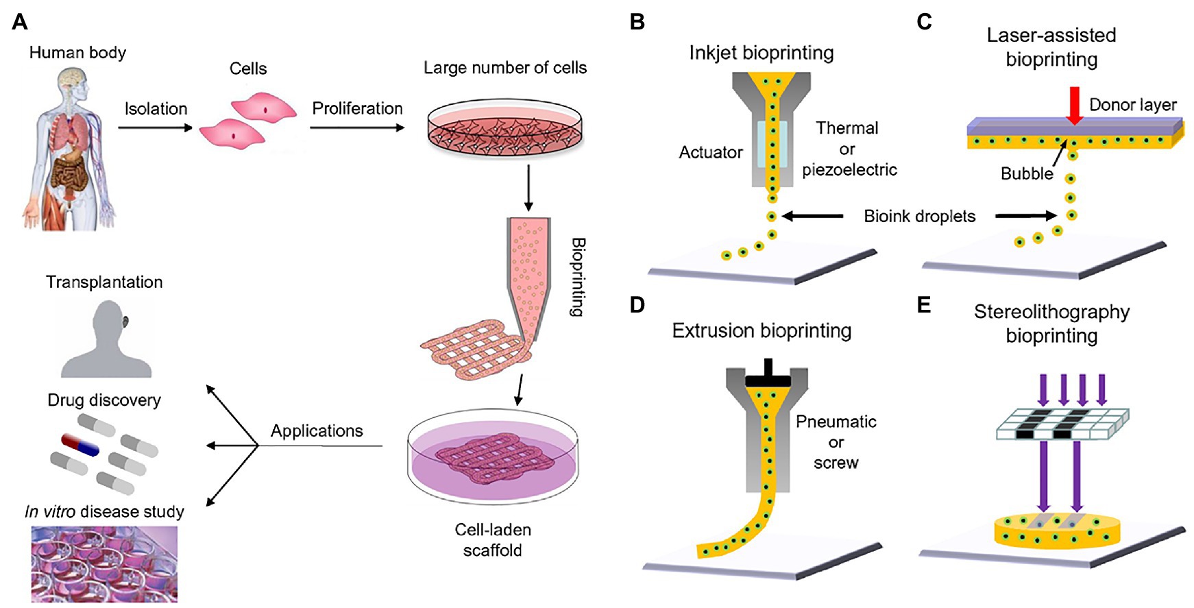 3D whole-body frontal view with semi-transparent skin (left) and major