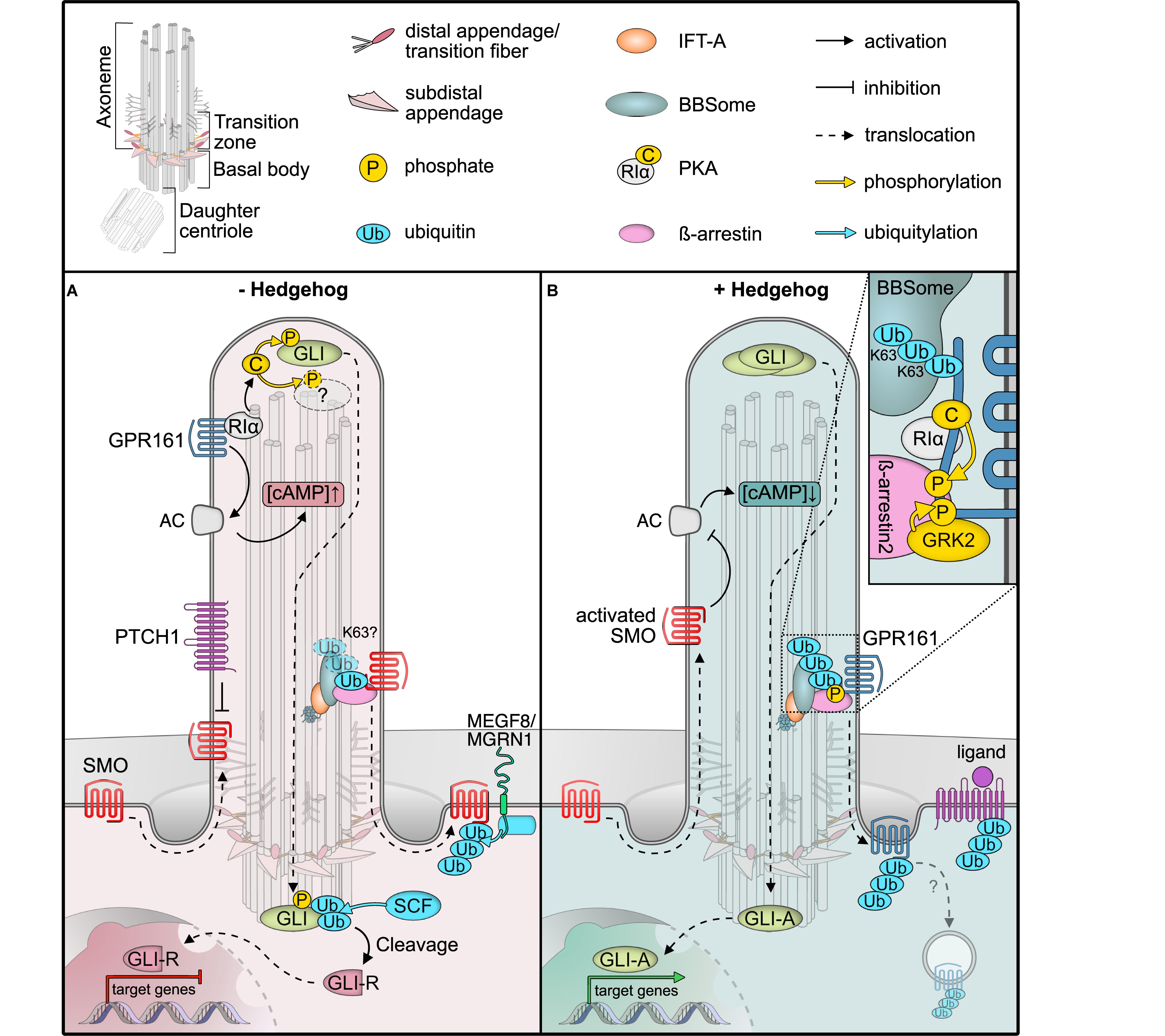 medical research council protein phosphorylation and ubiquitylation unit