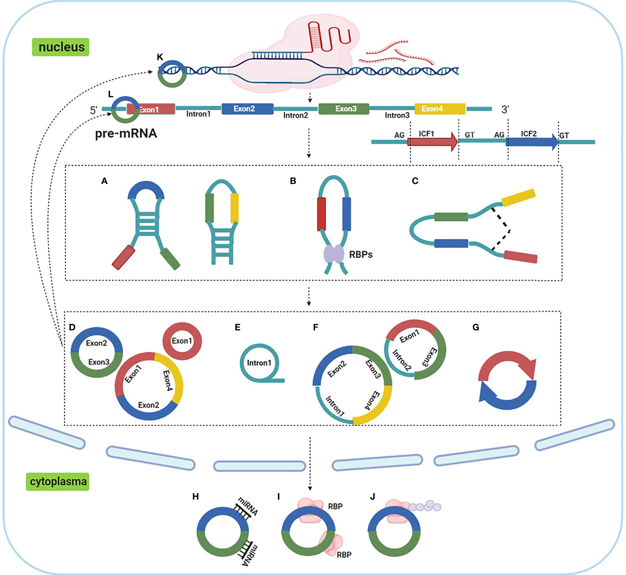 Frontiers | Circular RNAs in Lung Cancer: Recent Advances and 
