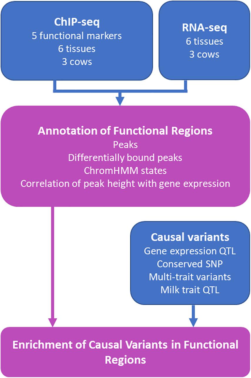 Transcriptomic signatures across human tissues identify functional rare genetic variation