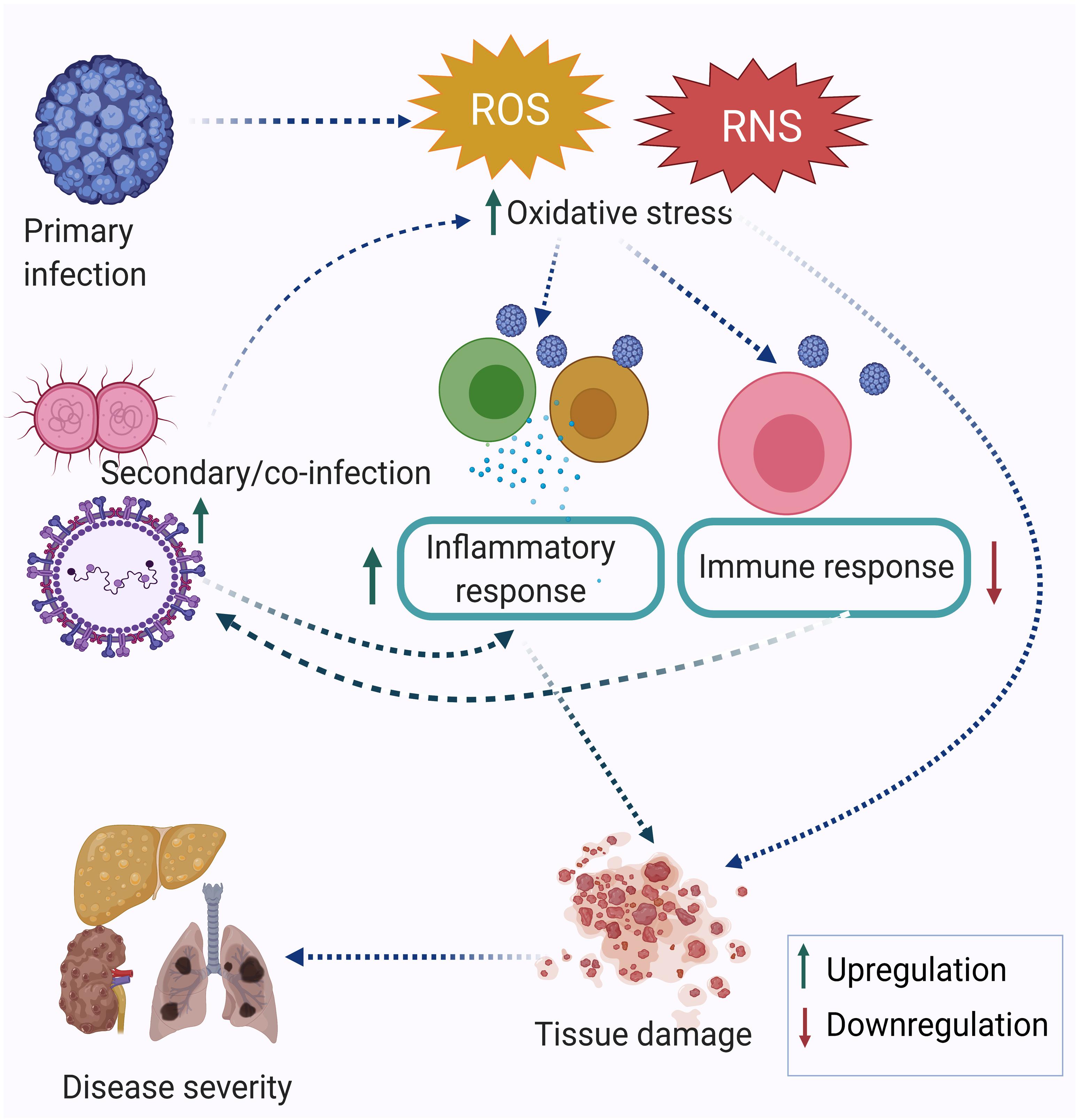 Interaction of Staphylococcus aureus and Host Cells upon Infection of  Bronchial Epithelium during Different Stages of Regeneration