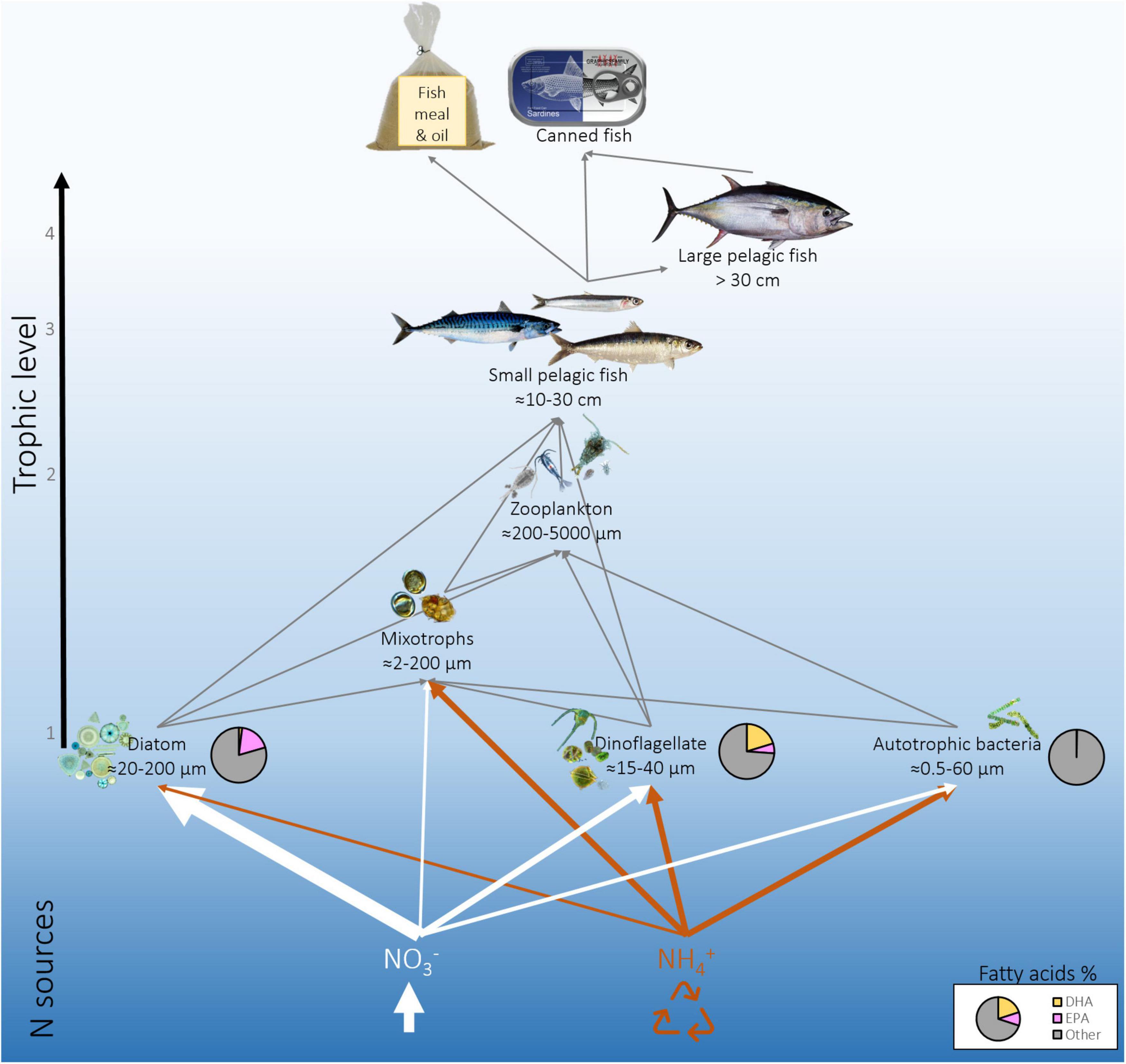 Short Chain versus Long Chain Omega-3 Fatty Acids Explained