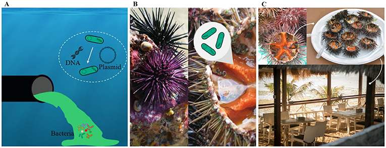Figure 1 - Antibiotic-resistant bacteria are found in the water and in seafood.