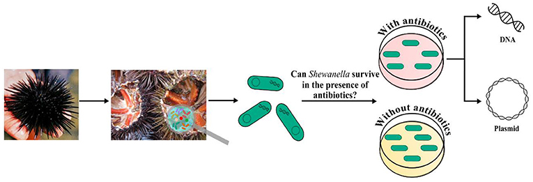 Figure 2 - We tested Shewanella found in the guts of sea urchins to find out if the bacteria could survive in the presence of antibiotics.