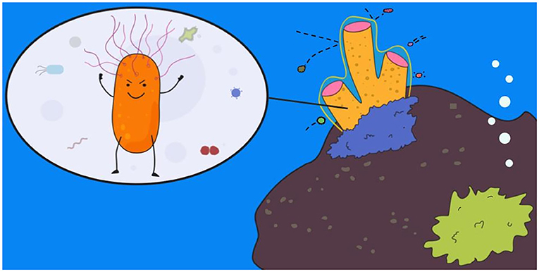 Figure 1 - Bacteria help sponges to survive in their aquatic environments.