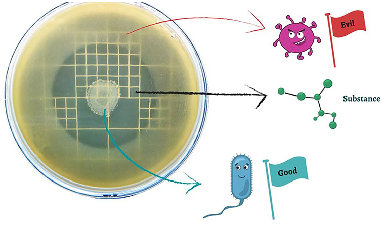 Figure 2 - Some substances produced by sponge-associated bacteria can kill pathogens.