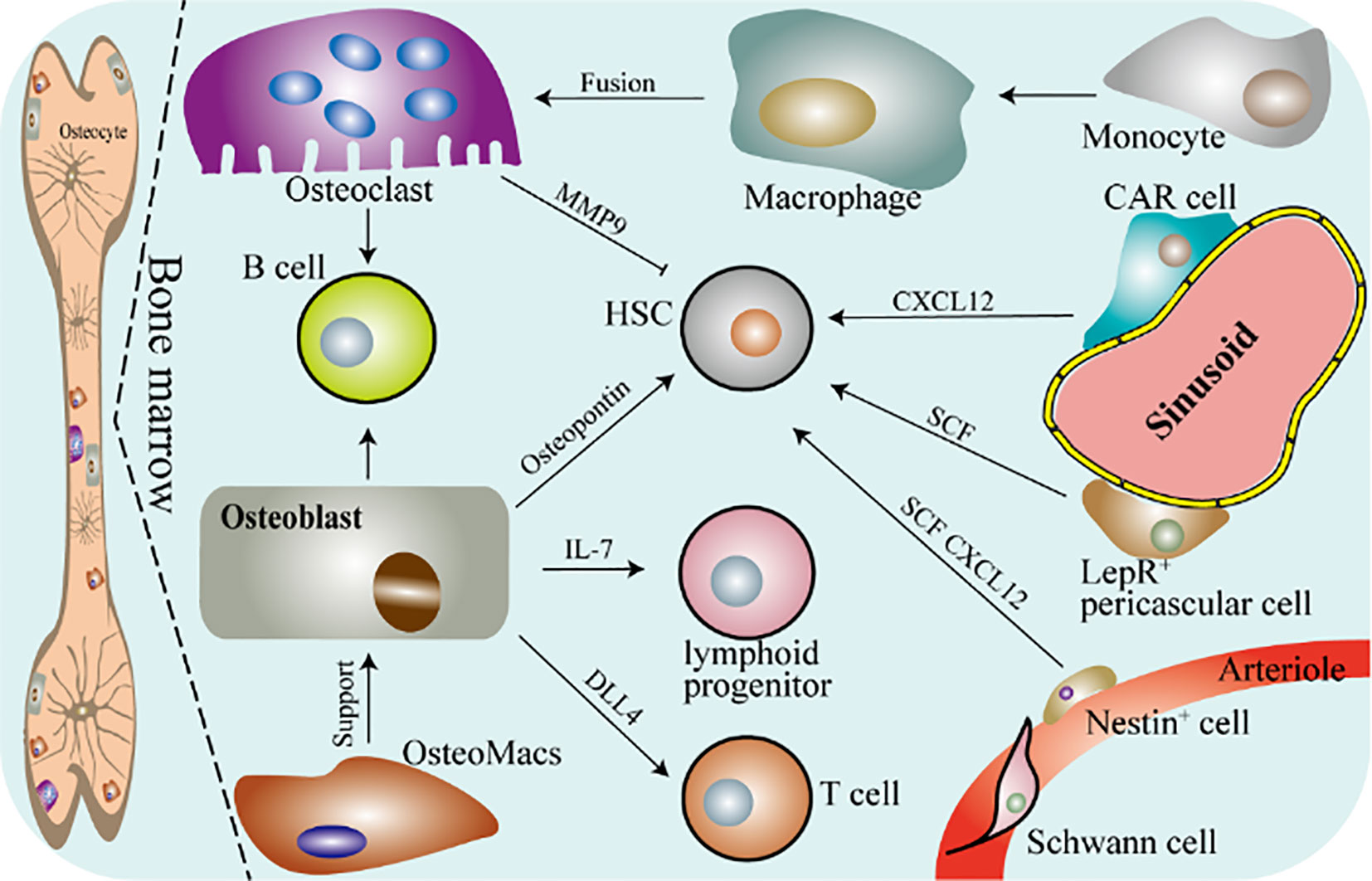 Macrophage Cell Structure