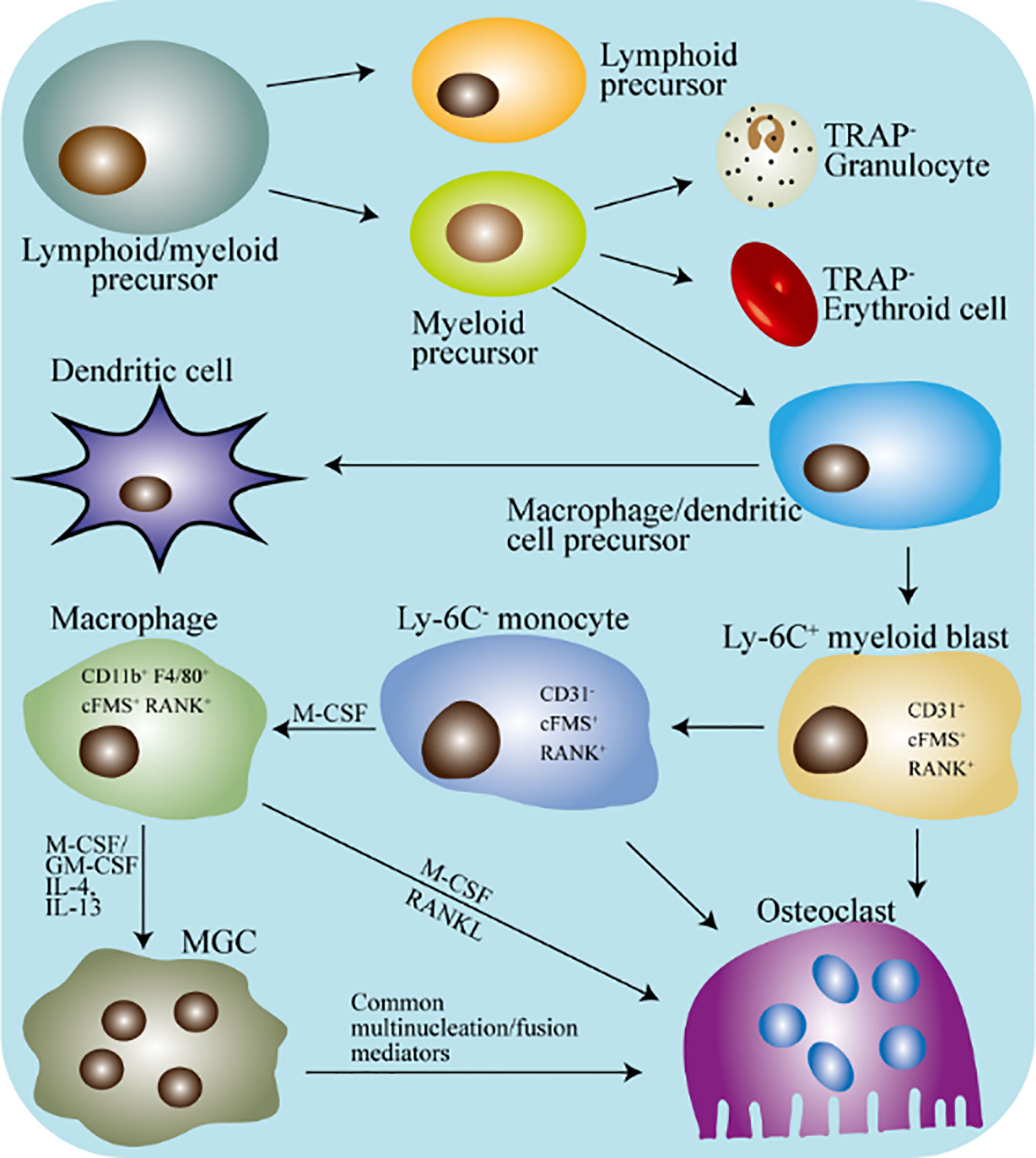 Monocyte progenitors give rise to multinucleated giant cells