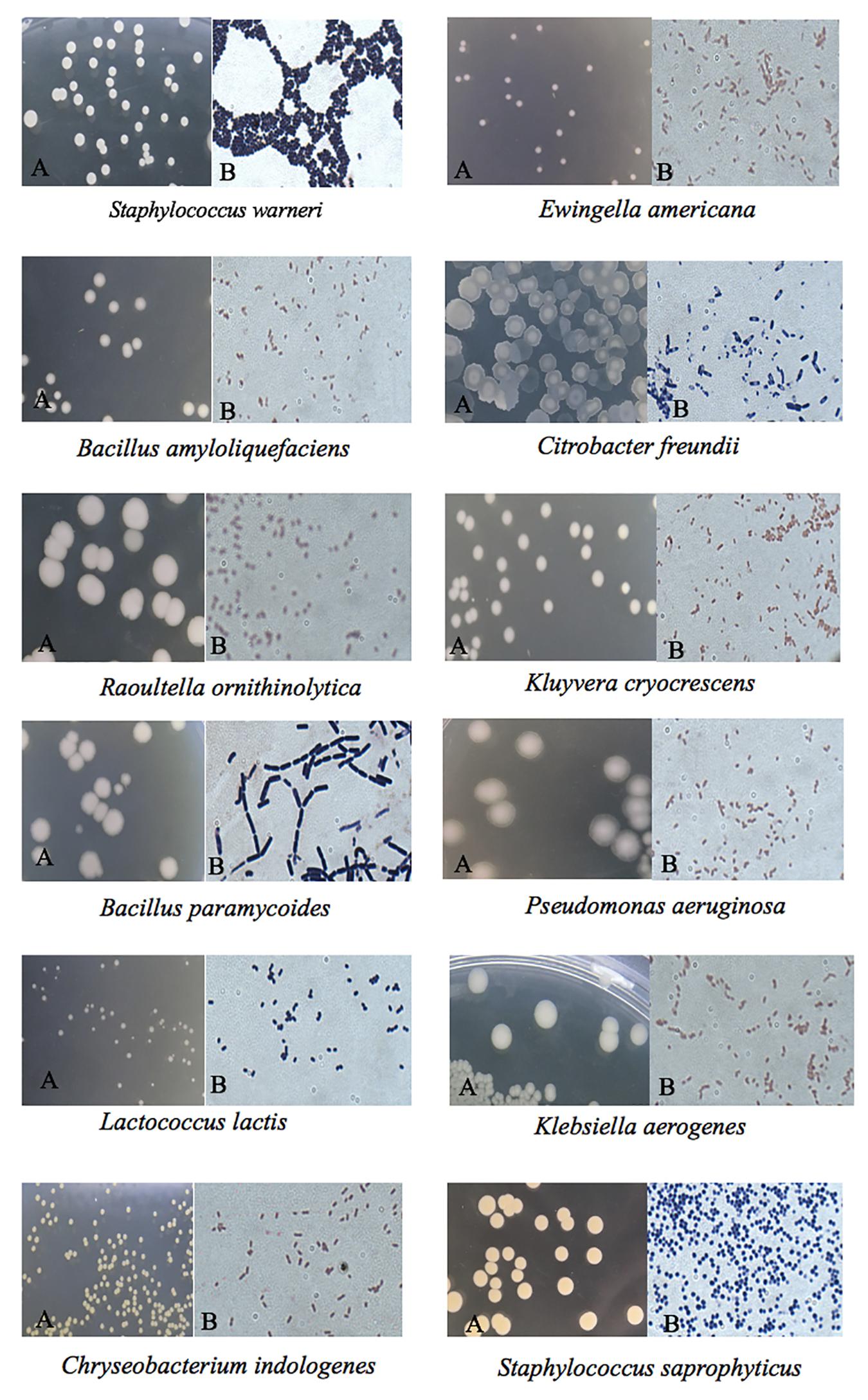 bacillus lactis