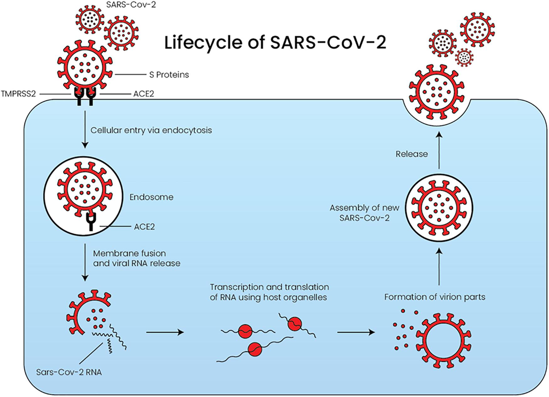 Вирус sars cov 2 отнесен к группе