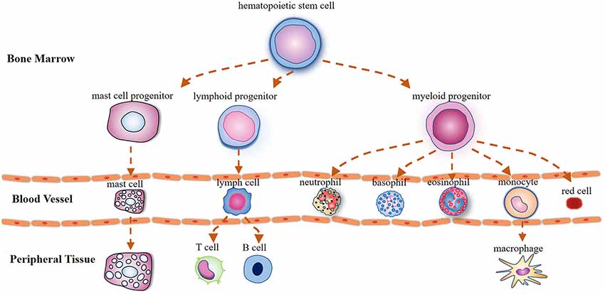 milmagma és prostatitis vankomicin és prosztatitis