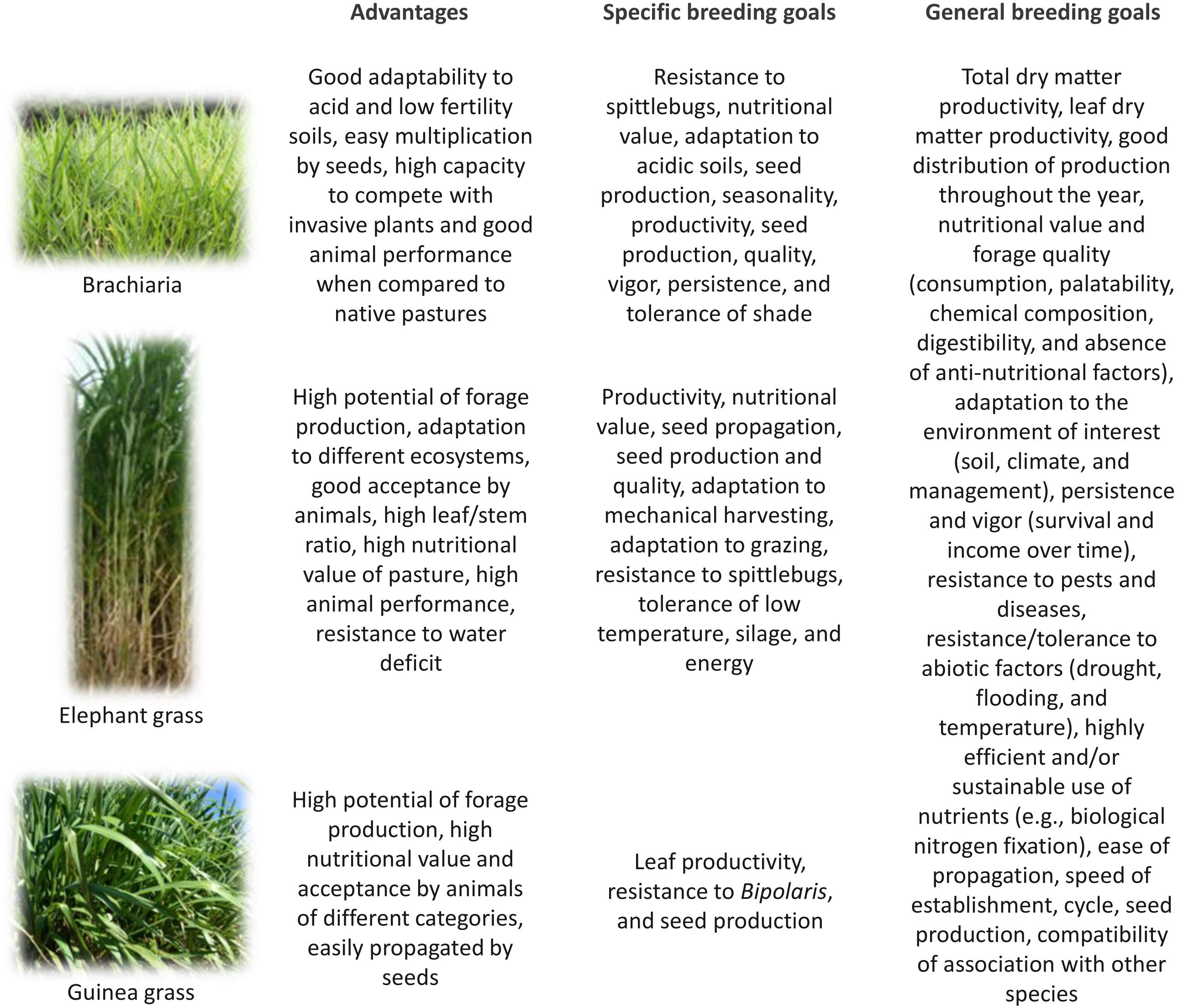 Frontiers | Genomic Selection in Tropical Forage Grasses: Current ...