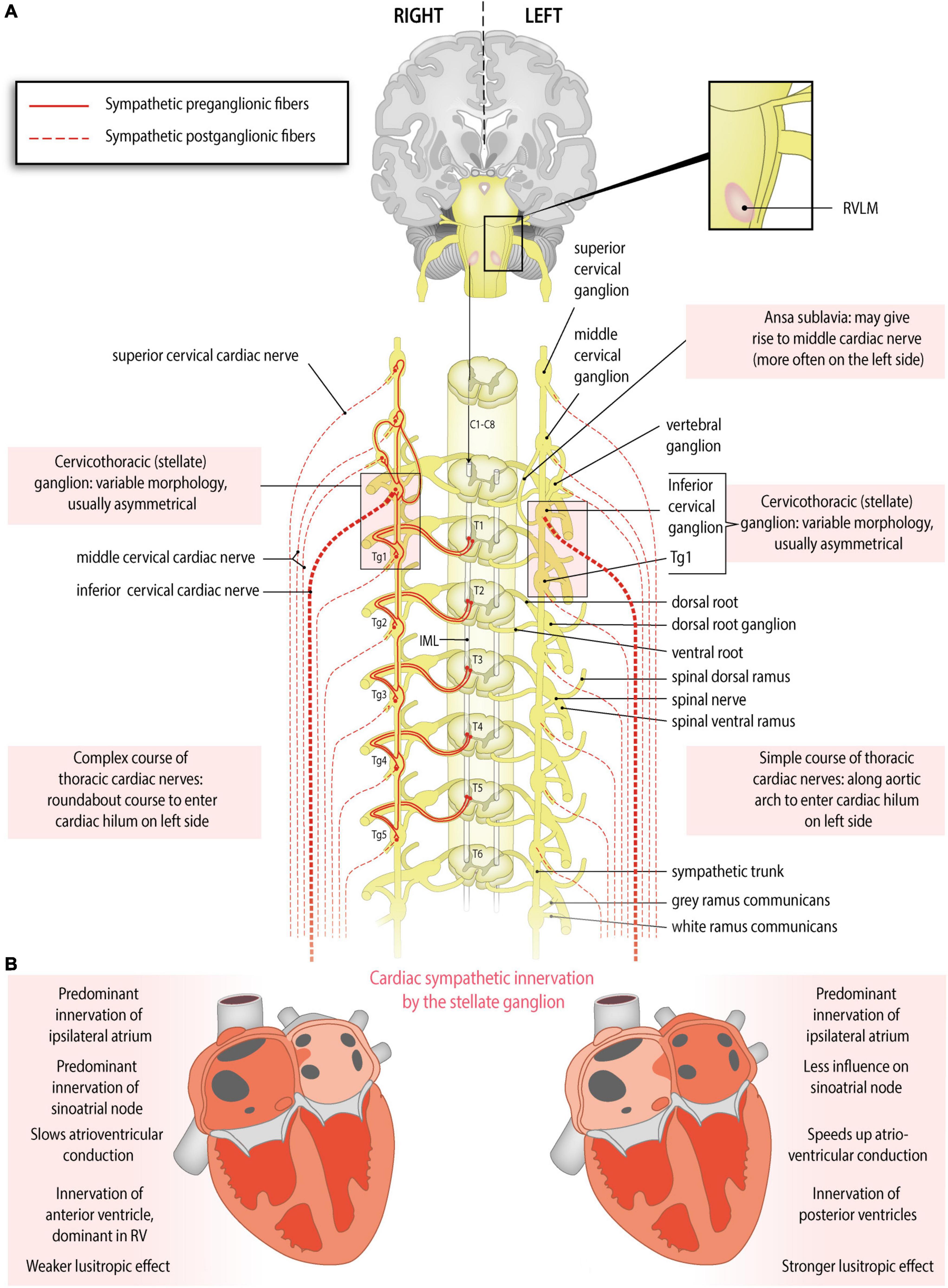 Frontiers Asymmetry And Heterogeneity Part And Parcel In Cardiac