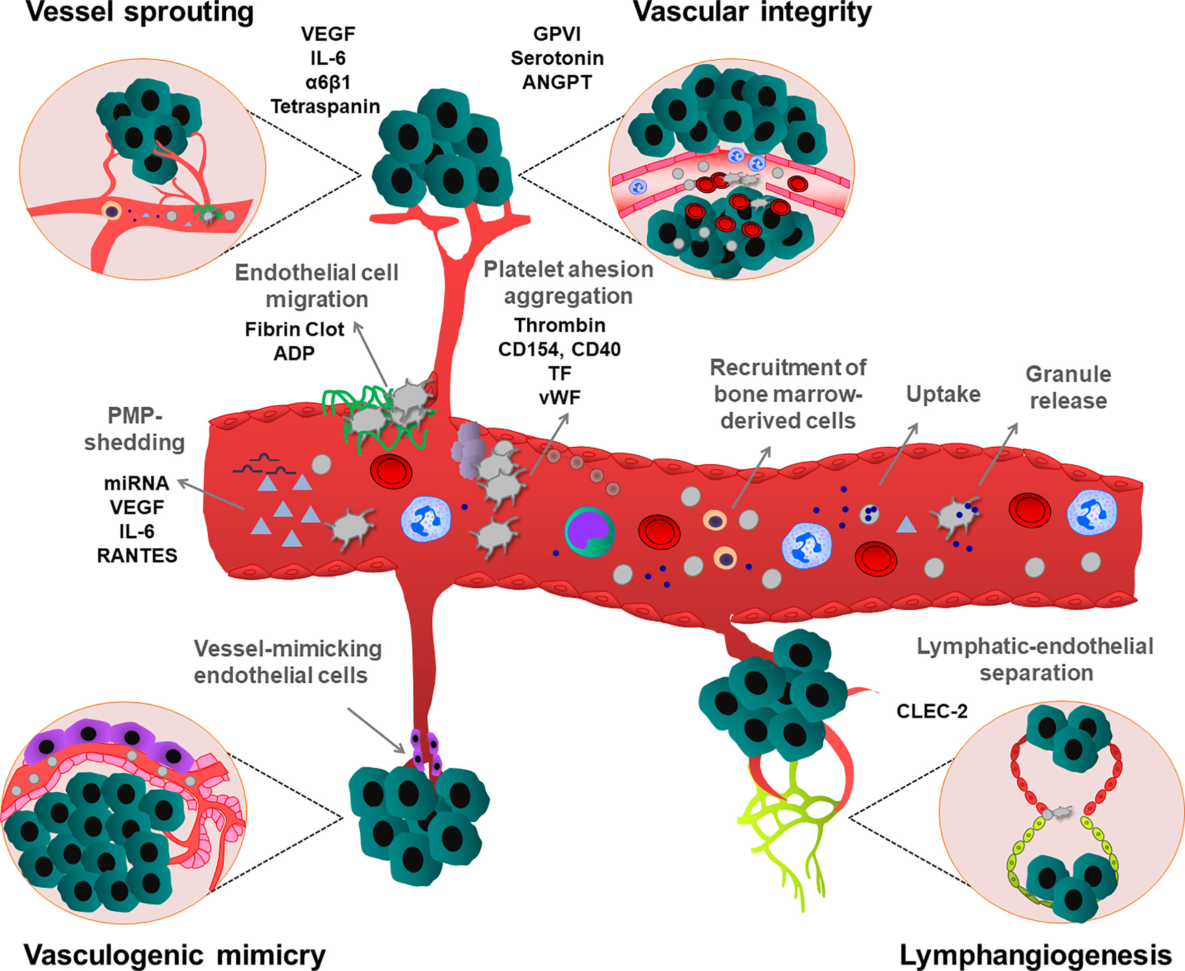 Frontiers P2RY12-Inhibitors Reduce Cancer-Associated Thrombosis and Tumor Growth in Pancreatic Cancers