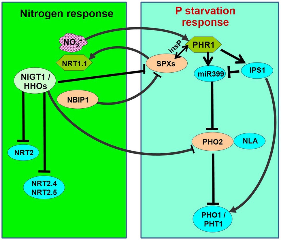 Frontiers Current understanding of the molecular mechanisms of