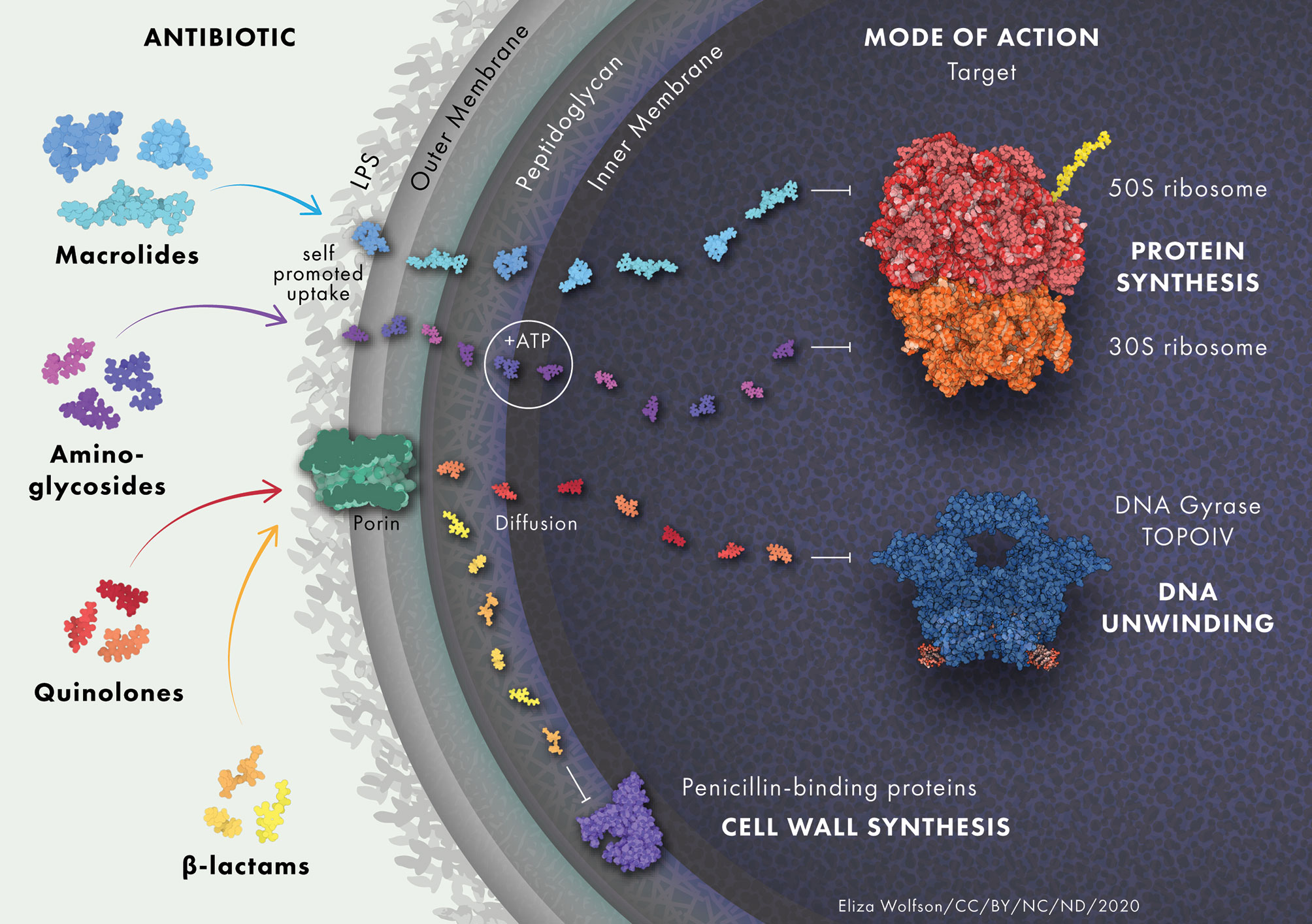 Is Streptomycin a Broad Spectrum Antibiotic  : Uncovering Its Spectrum of Action