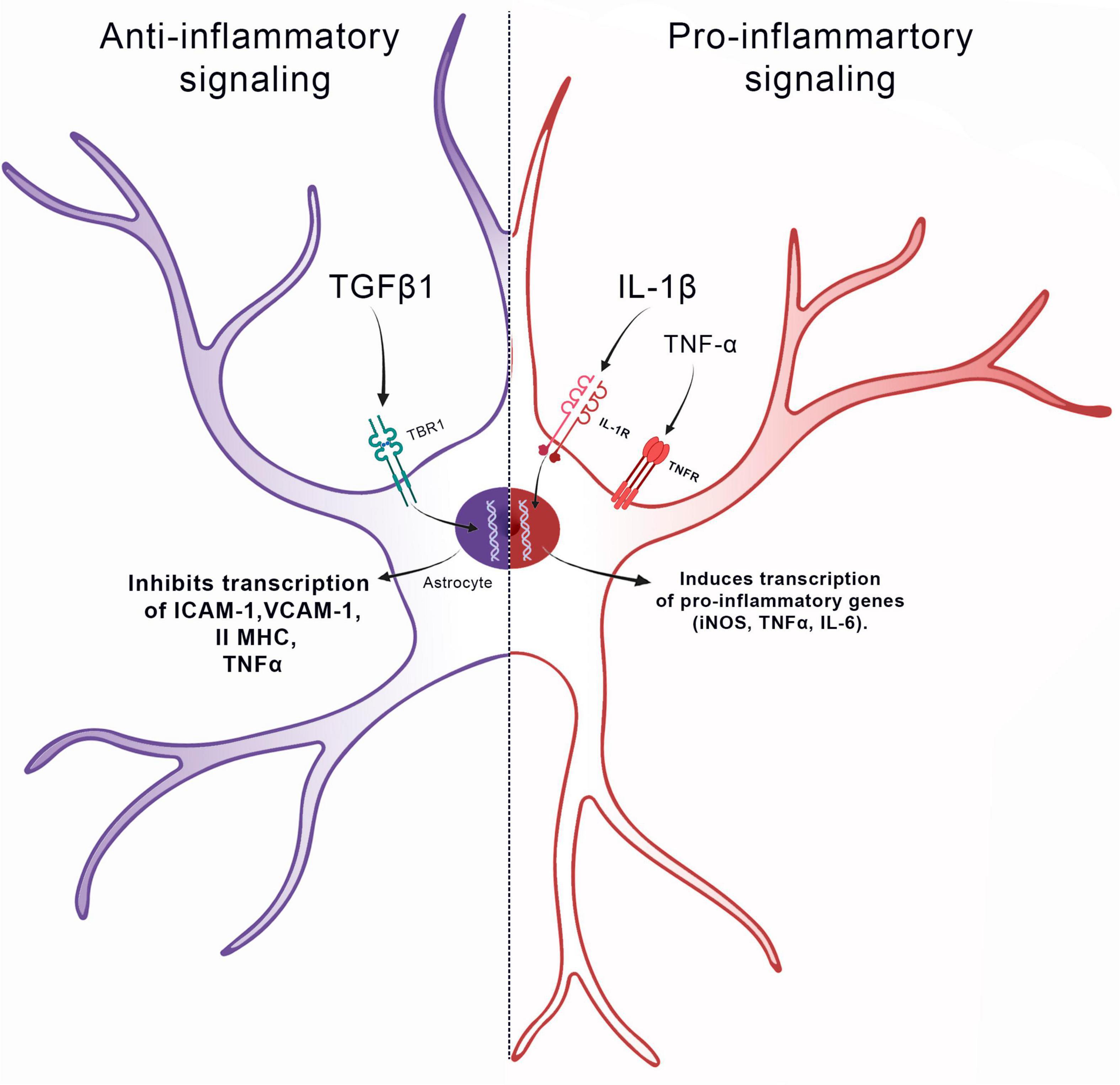 Schematic representation illustrating the astrocyte-synapse alterations