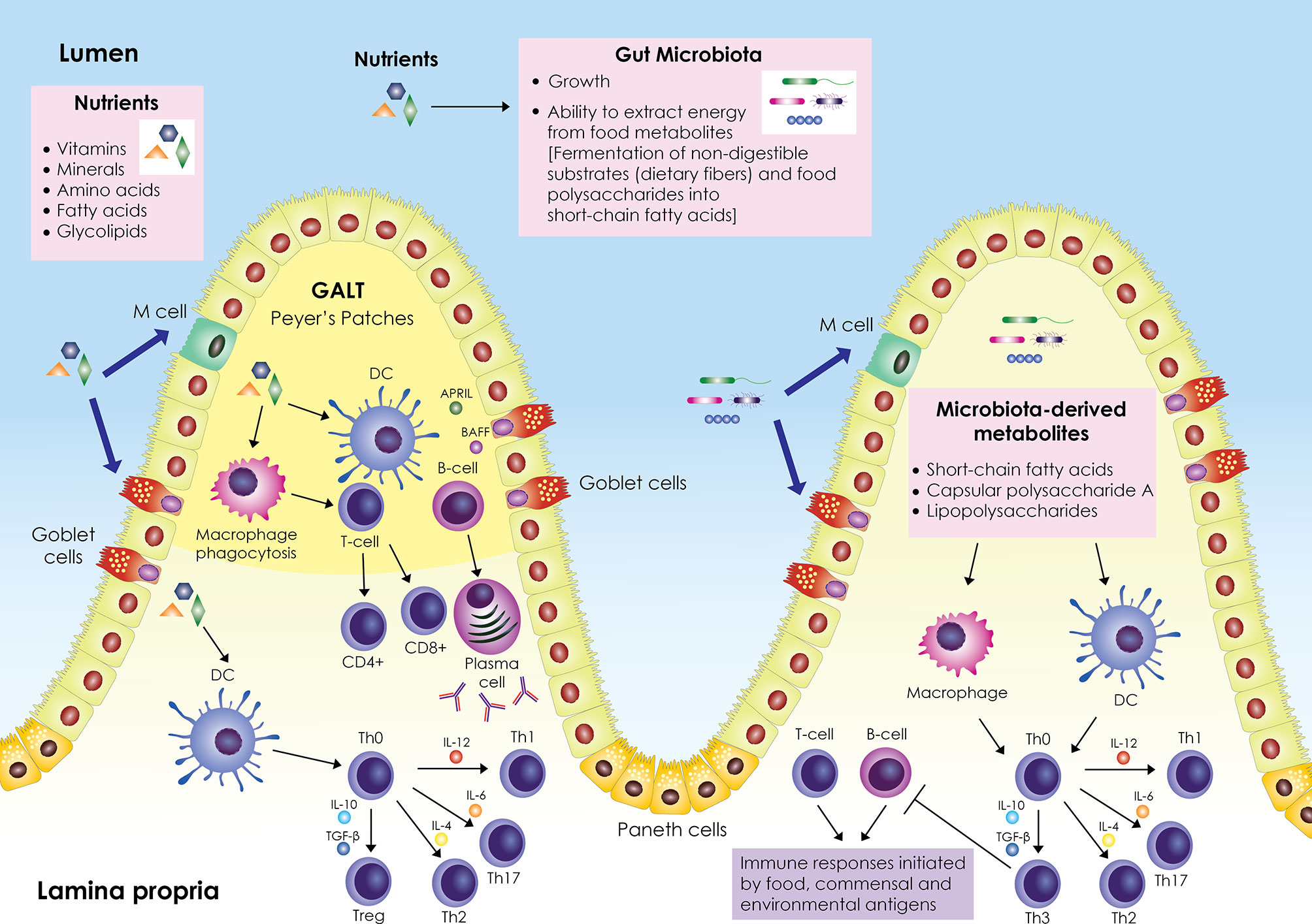 PDF) Some Immune Parameters of Term Newborns at Birth Are Associated with  the Concentration of Iron, Copper and Magnesium in Maternal Serum