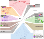 Frontiers | Eco-Evolutionary Perspectives on Mixoplankton | Marine Science