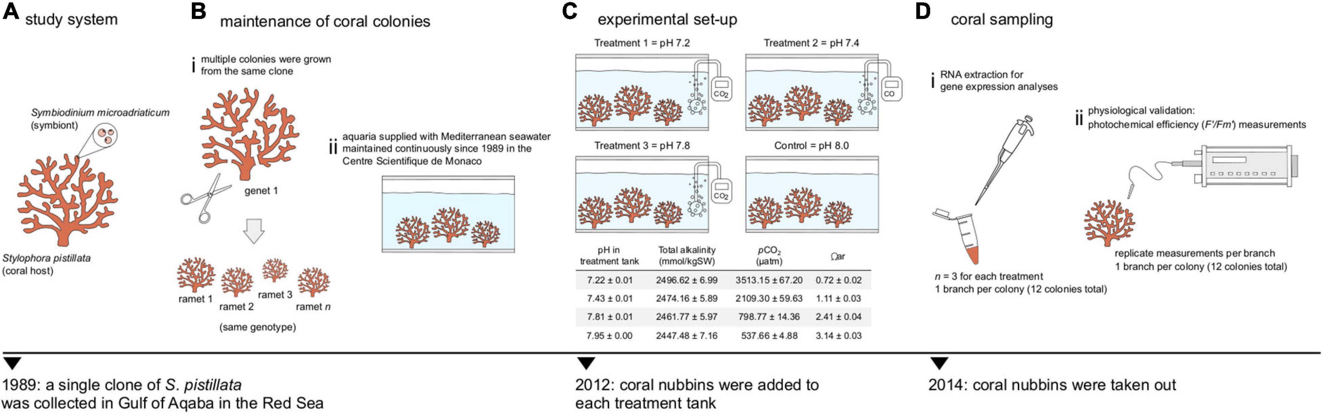 PDF) Genetic variation in Breviolum antillogorgium, a coral reef symbiont,  in response to temperature and nutrients