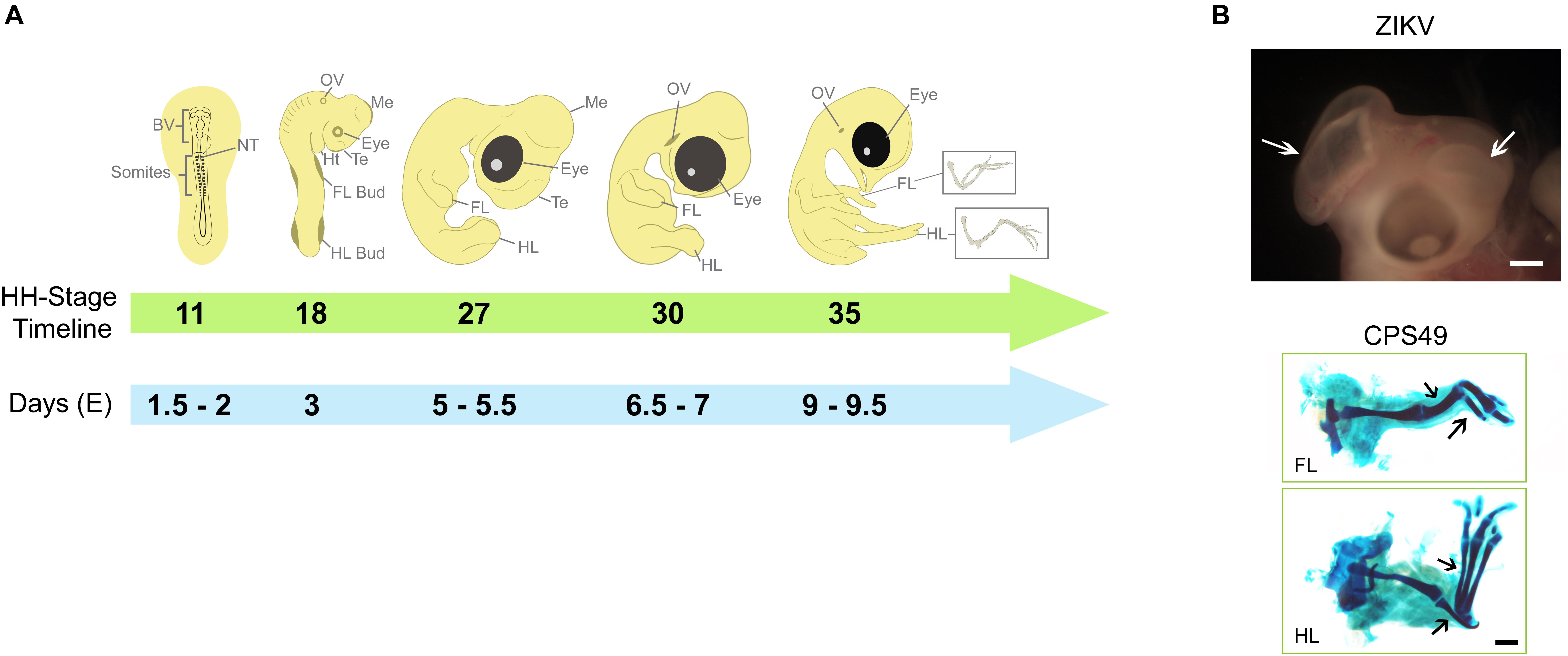 Bird embryos respond to adult warning calls inside their shells