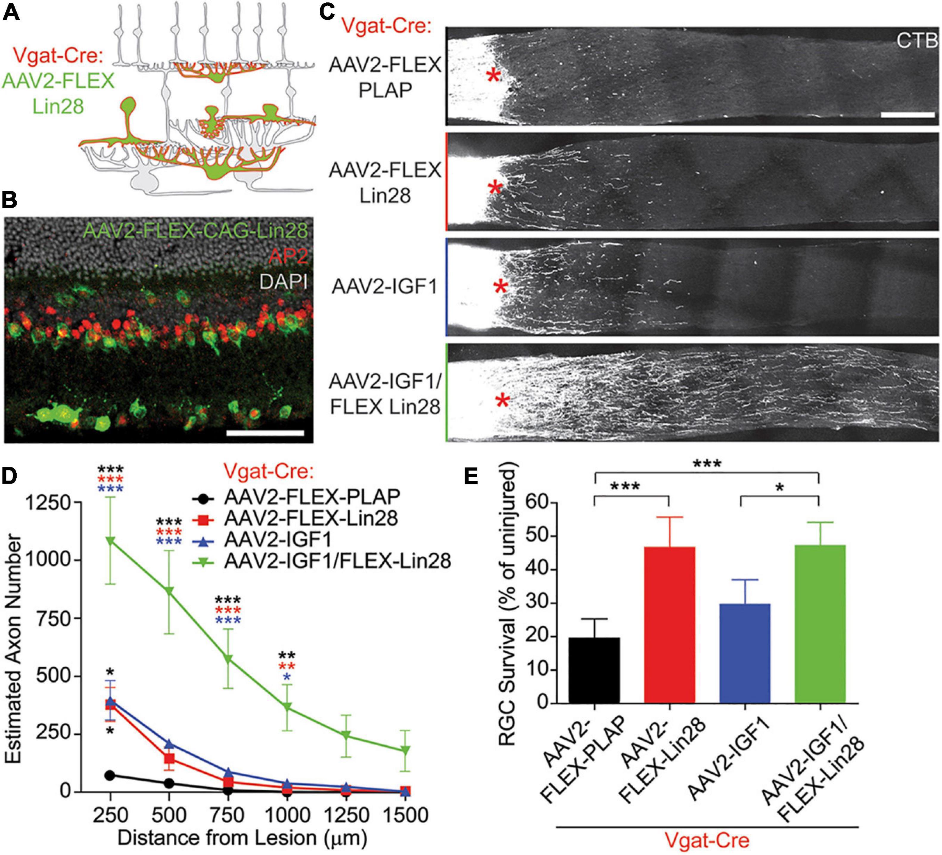 Frontiers | Non-Cell-Autonomous Regulation of Optic Nerve Regeneration by  Amacrine Cells