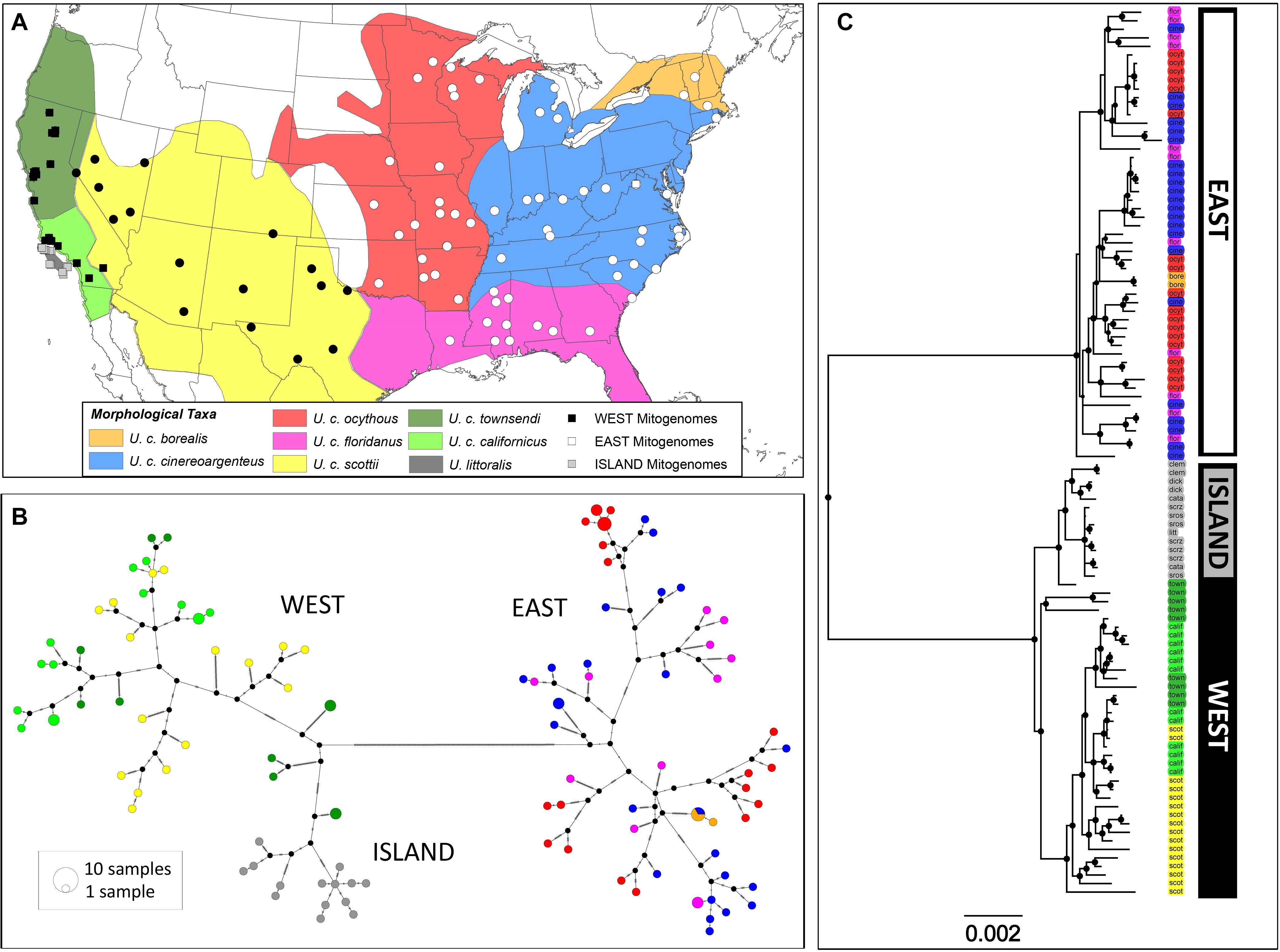 Frontiers Mitochondrial Genomes Of The United States Distribution Of