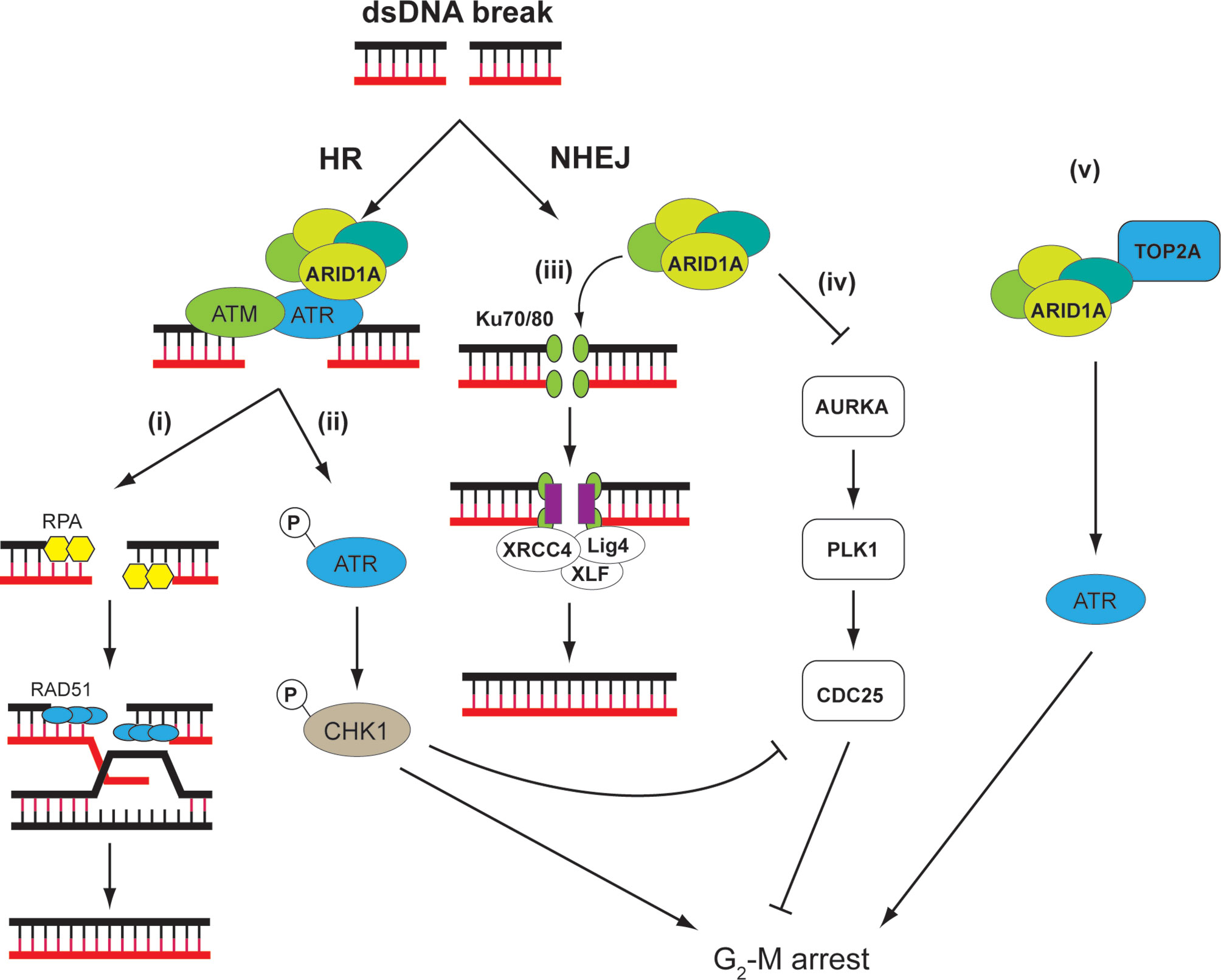 Frontiers  Targeting DNA Damage Response Pathway in Ovarian Clear Cell  Carcinoma