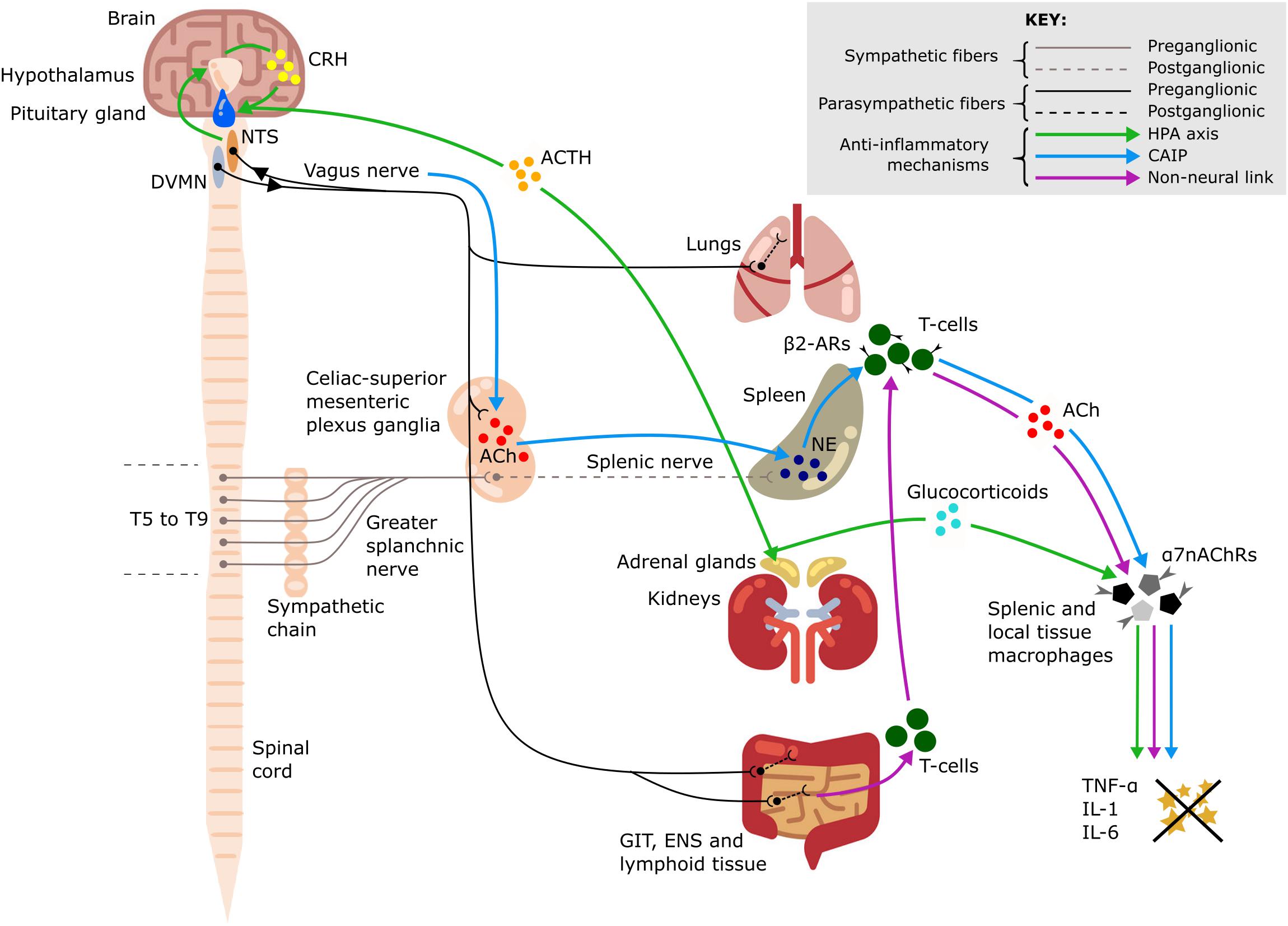 Dry Needling & Electrical Auricular Vagus Nerve Stimulation to Improve  Insulin Resistance