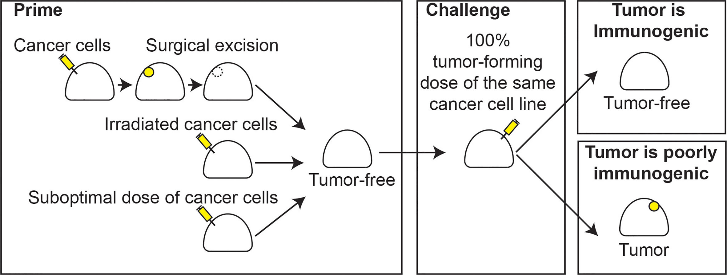Frontiers Defining Immunogenic And Radioimmunogenic Tumors Oncology