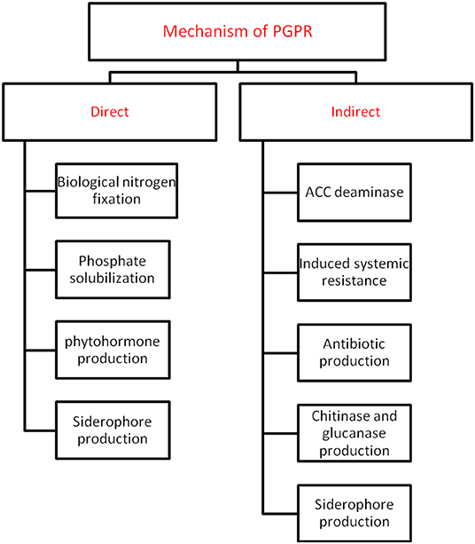 Frontiers  Insight Into the Role of PGPR in Sustainable Agriculture and  Environment