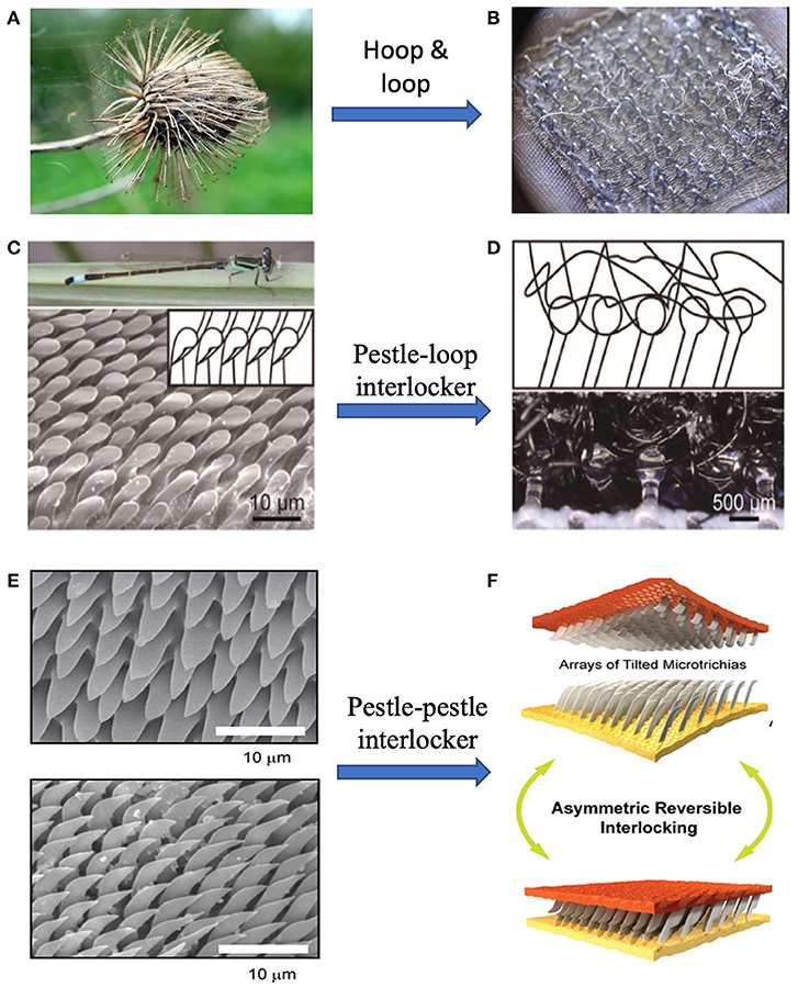 Velcro  Biomimetic Design