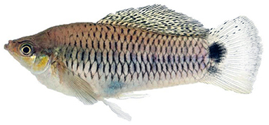 Figure 1 - Sheepshead swordtail.