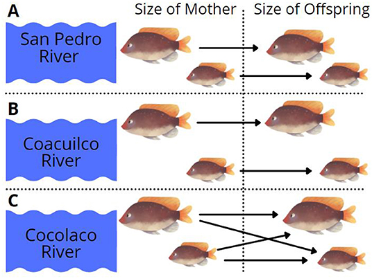 Figure 2 - Size of offspring depends on the size of the mother.
