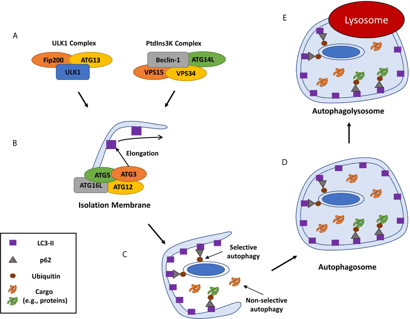 Staphylococcus aureus: Evasion of neutrophils - microbewiki