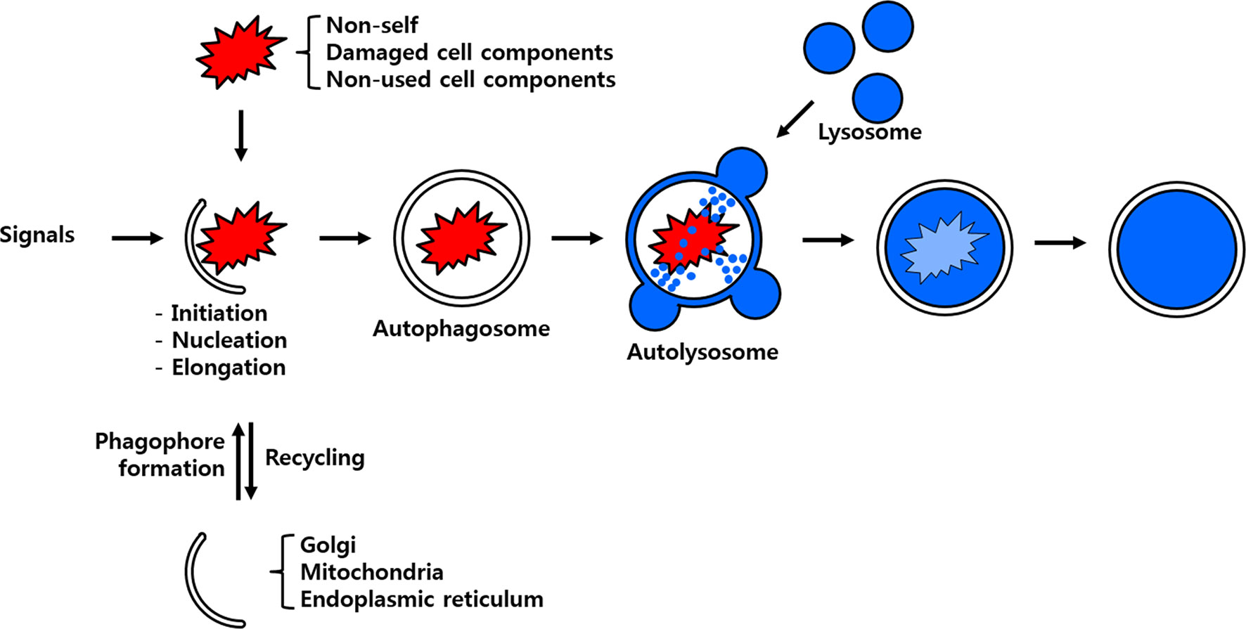 Frontiers Autophagy In Tenebrio Molitor Immunity Conserved Antimicrobial Functions In Insect Defenses Immunology